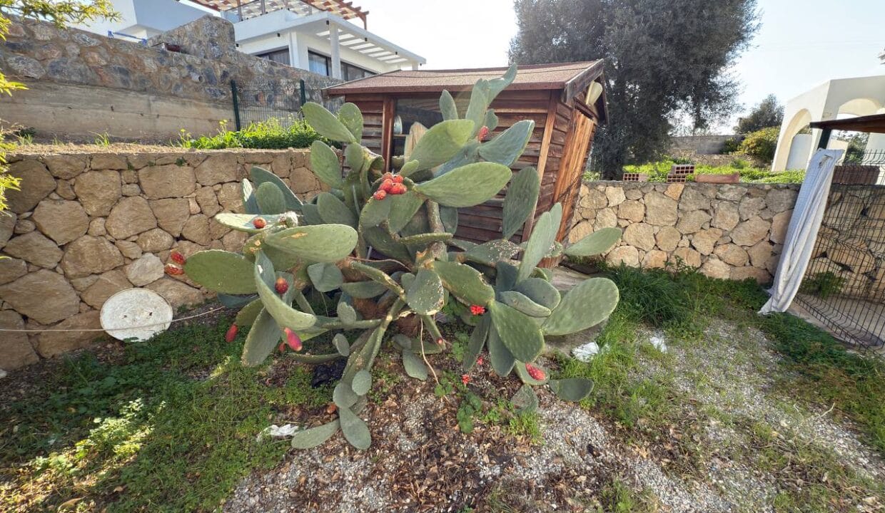 photo_2025-01-31_16-41-52 (2)