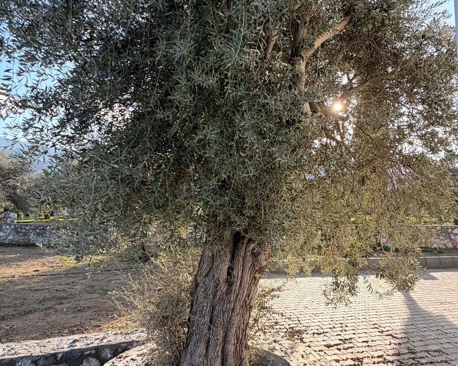 921c4ee7-5a2e-4169-8e1d-fe573577ff14